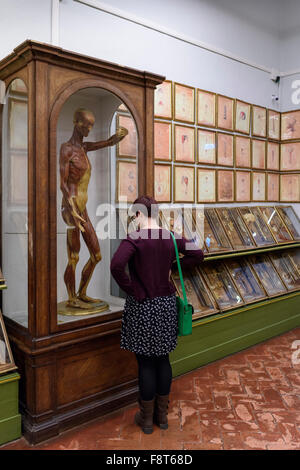 Florence. Italy. Collection of 18th century wax anatomical models at La Specola, Museum of Zoology and Natural History. Stock Photo