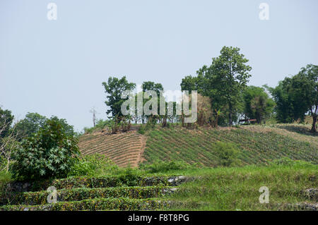 Crops planted on a hillside in Northern Thailand near Chiang Rai along a river with trees on the hilltop Stock Photo
