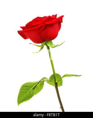 single red rose flower, isolated on white background Stock Photo - Alamy
