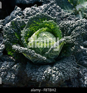 Cabbage cultivation on the coast of Puglia Stock Photo