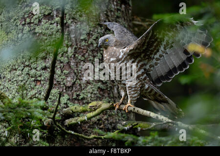 Honey Buzzard / Wespenbussard ( Pernis apivorus ) perched in a coniferous tree, beating its wings. Stock Photo