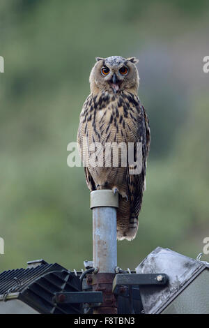 Funny, cute Northern Eagle Owl / Europaeischer Uhu ( Bubo bubo ) perches on a floodlight of an old quarry, seems to be laughing. Stock Photo
