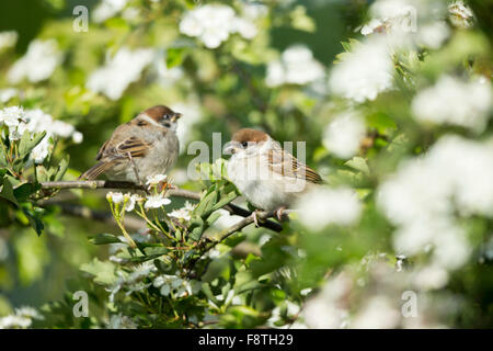 Eurasian tree sparrow Passer montanus, two juvenile, perched in Common hawthorn, Bempton Cliffs, Yorkshire, UK in June. Stock Photo