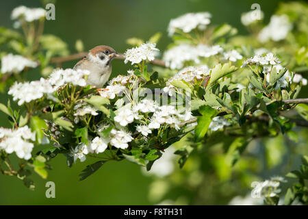 Eurasian tree sparrow Passer montanus, juvenile, perched in Common hawthorn, Bempton Cliffs, Yorkshire, UK in June. Stock Photo