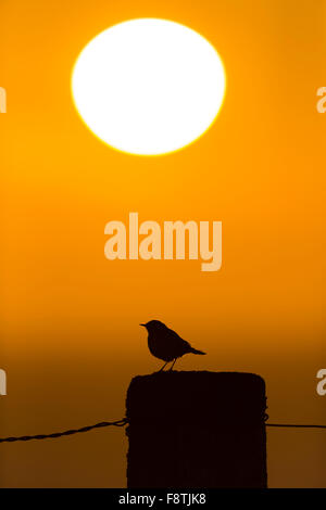 Meadow pipit Anthus pratensis, adult, perched on fence post against orange sunrise, Bempton Cliffs, Yorkshire, UK in June. Stock Photo