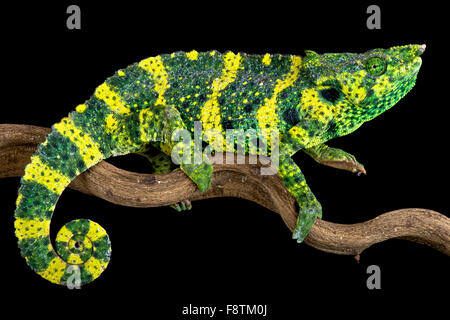 Meller's chameleon (Trioceros melleri) Stock Photo