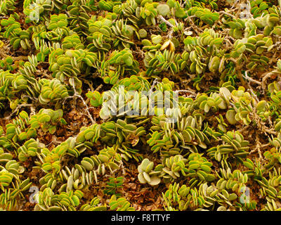 Green succulent plants on brown dry leaved surface in Namib desert near Swakopmund in Namibia, South Africa Stock Photo