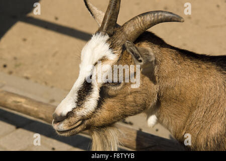 the goat family lives on a farm and eats hay Stock Photo