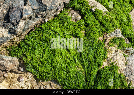 Gutweed / grass kelp (Enteromorpha intestinalis / Ulva intestinalis) green alga washed ashore on rock along the coast Stock Photo