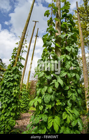 Common Hop (Humulus lupulus) bines / vines growing upwards along wires Stock Photo