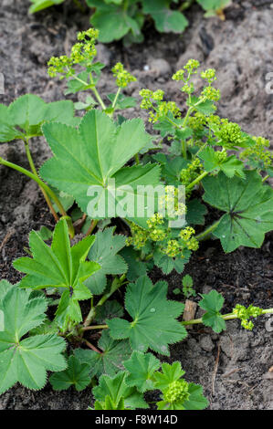 Lady's mantle (Alchemilla mollis) in flower, native to southern Europe Stock Photo
