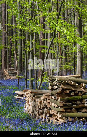 Woodpiles with firewood in beech woodland with bluebells (Endymion nonscriptus) flowering in spring Stock Photo