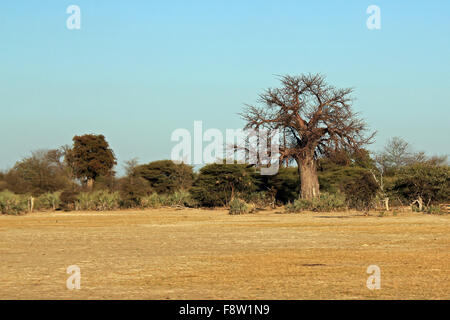 Mahangu National Park. Caprivi Strip, Namibia Stock Photo