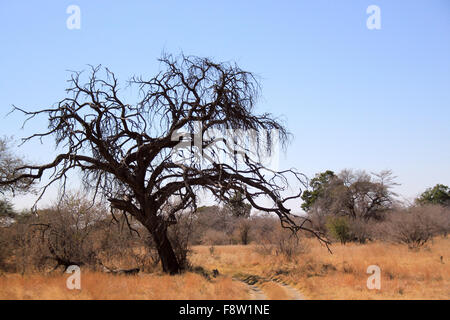 Mahangu National Park. Caprivi Strip, Namibia Stock Photo