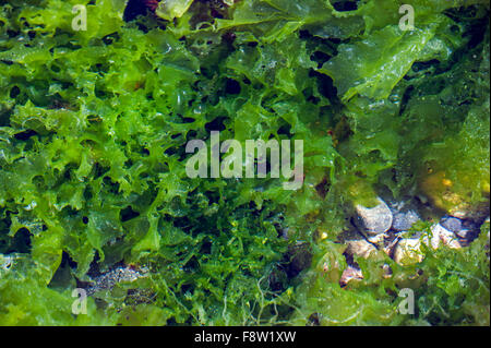 Sea lettuce (Ulva lactuca) in rock pool