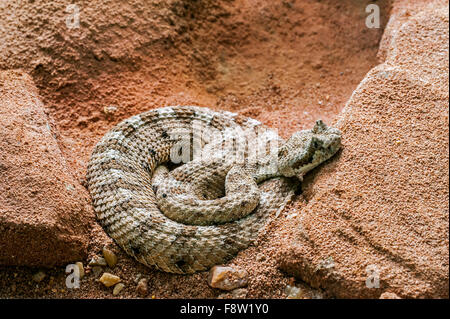 Sidewinder / horned rattlesnake / sidewinder rattlesnake (Crotalus cerastes) lying in ambush, native to southwestern USA Stock Photo
