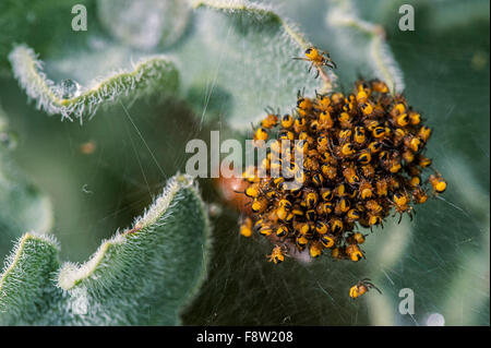European garden spider / diadem spider (Araneus diadematus), cluster of spiderlings a few days after hatching