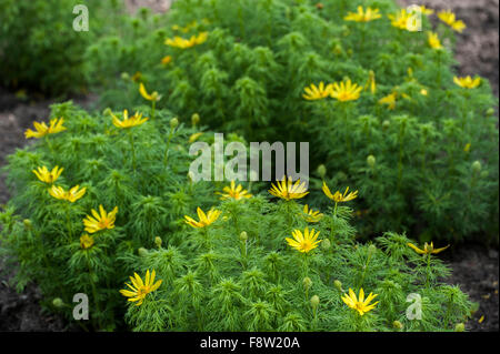 Spring pheasant's eye / false hellebore (Adonis vernalis) in flower Stock Photo