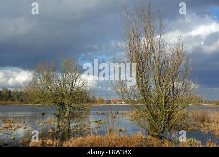 Willow trees in flooded meadow in the Belgian nature reserve Bourgoyen Ossemeersen, Ghent, Belgium