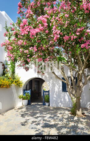 Blooming flowers in Mykonos Town, Chora - Mykonos Island, Greece Stock ...