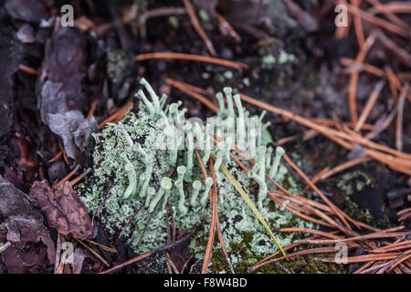 lichen closeup macro cladonia Stock Photo