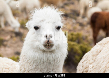 Close-up of an alpaca Stock Photo