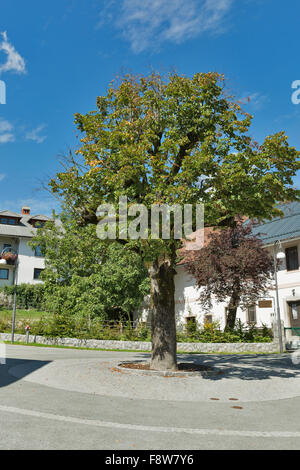 Urban crossroads with the tree standing in the middle. Bled, Slovenia. Stock Photo
