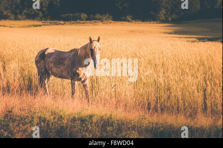 Vintage tone wild horse on corn field Stock Photo