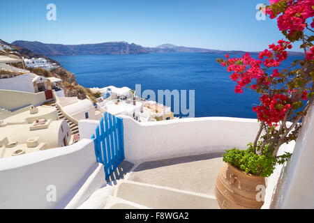 Santorini landscape with blooming flowers in Oia Town, Santorini Island, Cyclades, Greece Stock Photo