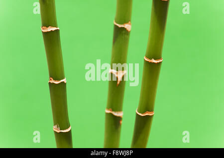 Three bamboo branches against the green background Stock Photo