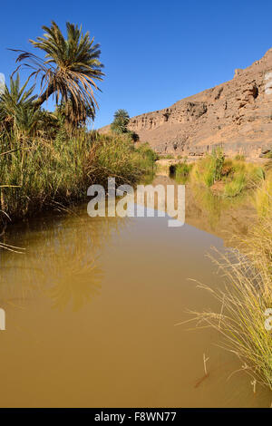 Date palm and water in Iherir Canyon, Tassili n'Ajjer National Park, UNESCO World Heritage Site, Sahara desert, North Africa Stock Photo
