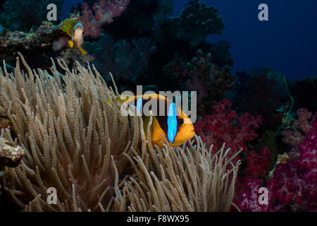 Pair of Orange-finned anemonefish on a dive site known as Purple wall, Taveuni island, Fiji Stock Photo