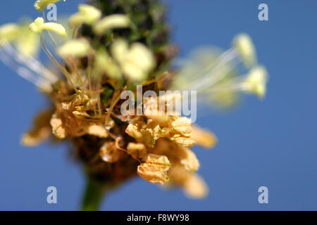 Close up of seed head Stock Photo