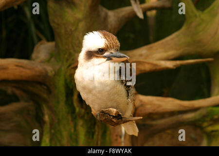 Kookabura Stock Photo