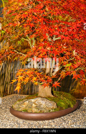 A Japanese Kiku flower show Stock Photo