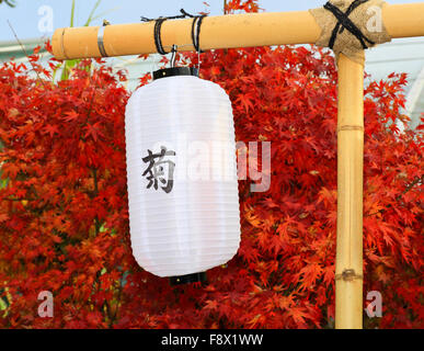 A Japanese Kiku flower show Stock Photo