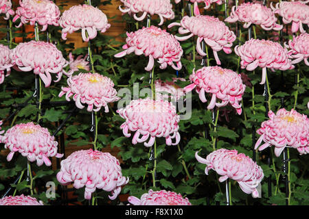 Kiku hi-res stock photography and images - Alamy