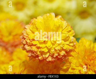 A Japanese Kiku flower show Stock Photo