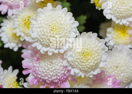 Kiku hi-res stock photography and images - Alamy