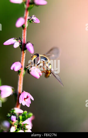 Hoverfly UK garden Stock Photo - Alamy