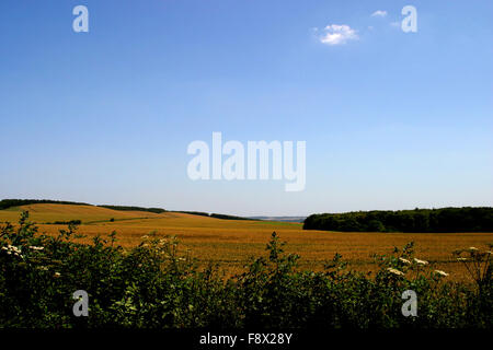 Corn filed in UK summer Stock Photo
