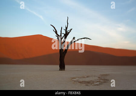 An Acacia erioloba tree, with Big Daddy in the background, at the Deadvlei pan, Sossusvlei, Namib-Naukluft Park, Namibia Stock Photo