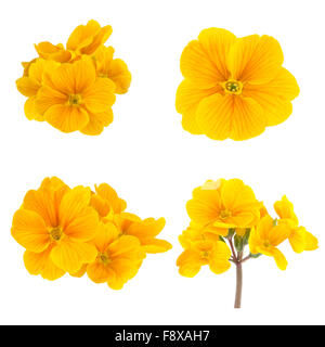 Yellow Spring Flowers Primrose Collection Stock Photo