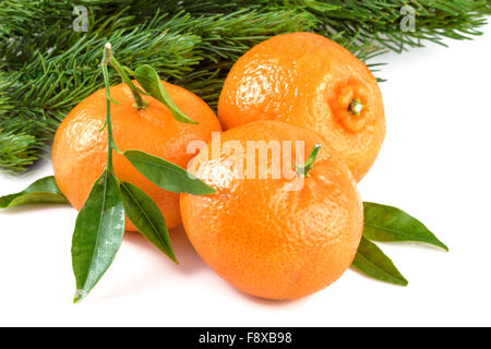 Mandarins Tangerines Christmas Fir Branch Stock Photo