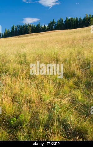 Grassland at Priest Pass, Continental Divide National Scenic Trail (CDT),  Helena National Forest, Montana Stock Photo