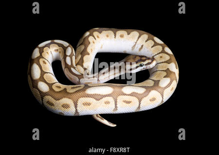 nuclear spinner ball python