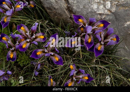 Cretan Iris, Iris unguicularis ssp cretensis, in flower at 1000m in the mountains of Crete, Greece. Stock Photo