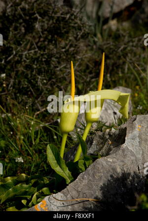 Cretan arum, Arum creticum in flower in east Crete, Greece. Known only from Crete and a few other places including SW Turkey. Stock Photo