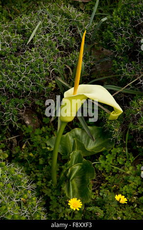 Cretan arum, Arum creticum in flower in east Crete, Greece. Known only from Crete and a few other places including SW Turkey. Stock Photo