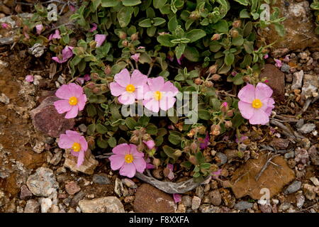 Small-flowered cistus, Cistus parviflorus in Crete, Greece. Stock Photo